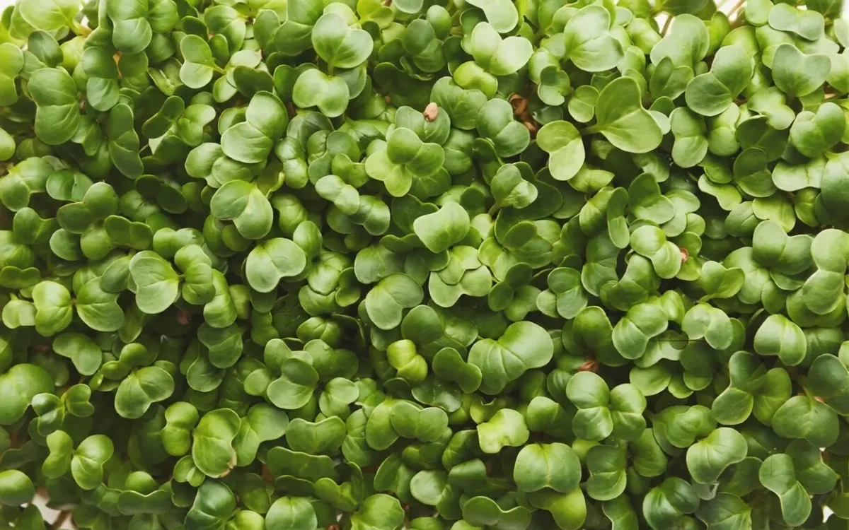 Coluna do O POVO+ sobre microvegetais do Horticultor do Norte