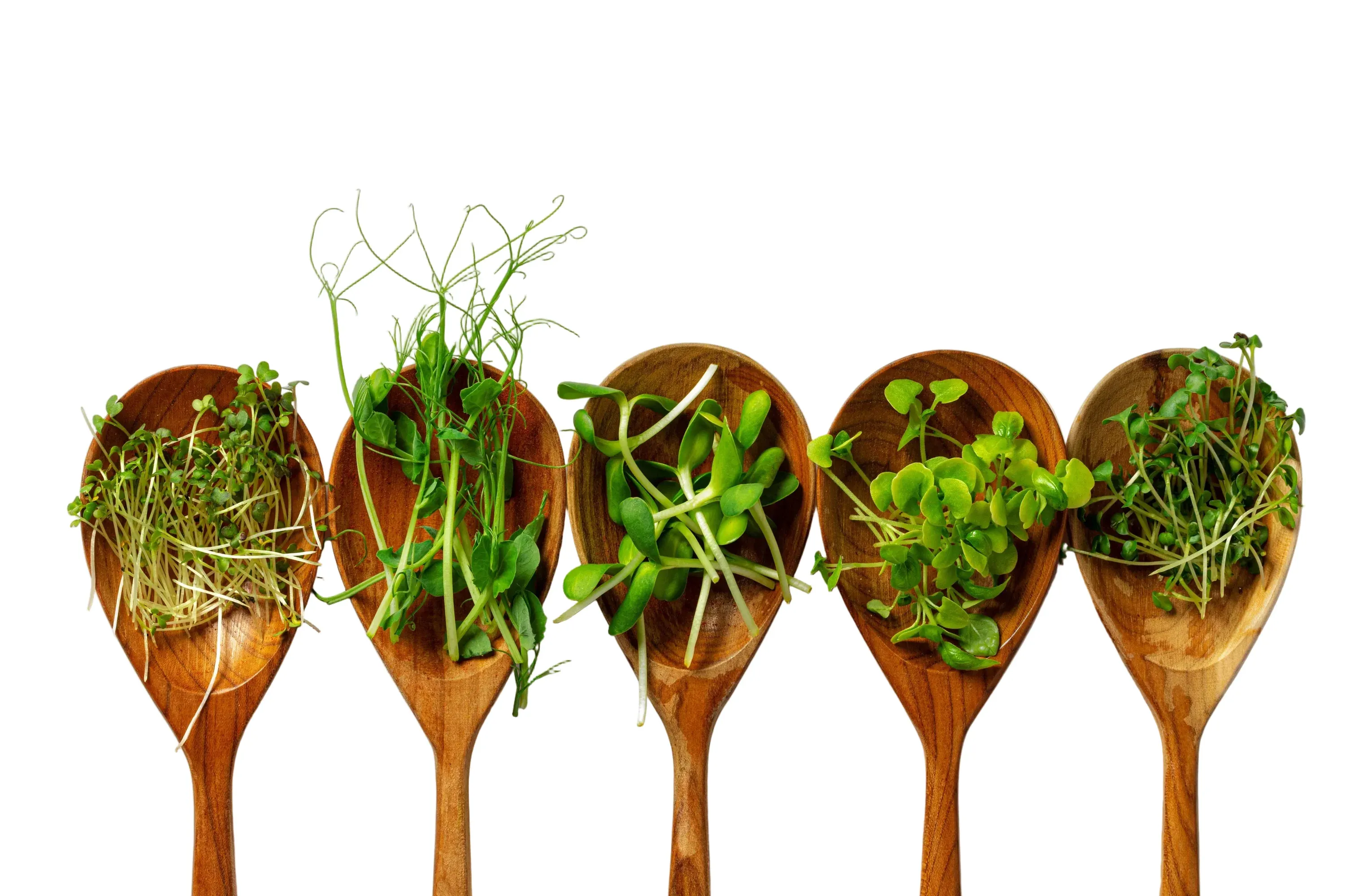 Colheres com diferentes variedades de brotos e microverdes