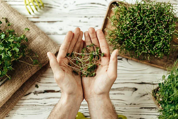 Mãos plantando brotos em substrato orgânico