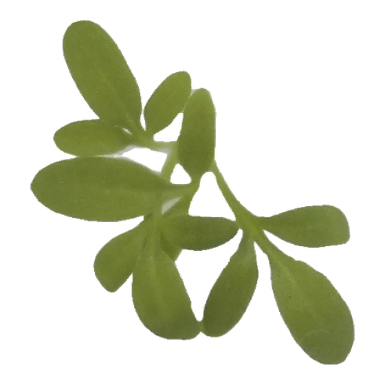 Microverde de agrião