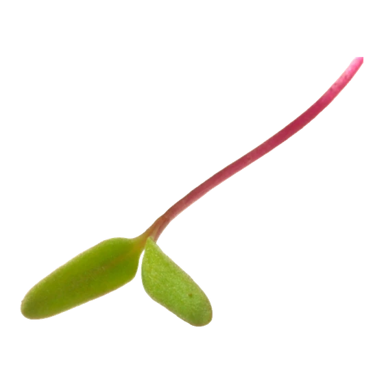 Microverde de beterraba
