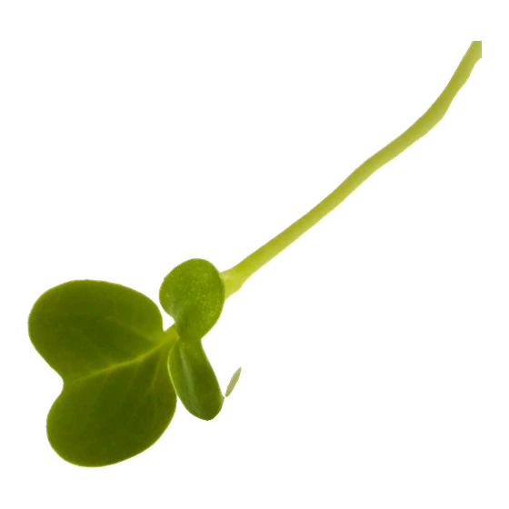 Microverde de brócolis
