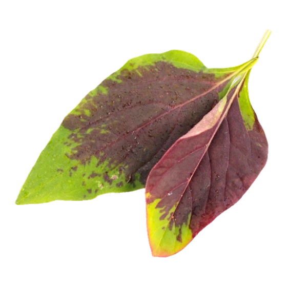 Celósia, flor comestível