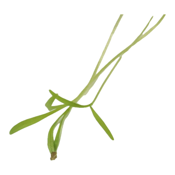 Microverde de cenoura