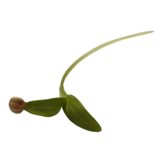 Microverde de coentro
