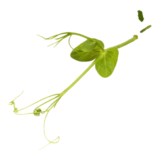 Microverde de ervilha
