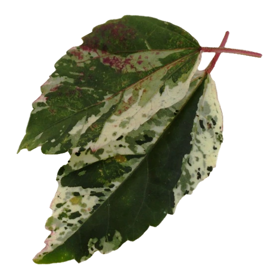 Folha de hibisco variegado