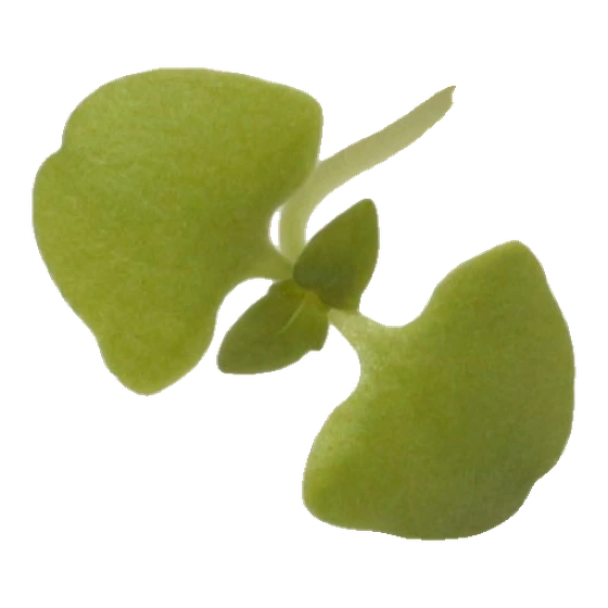 Microverde de manjericão