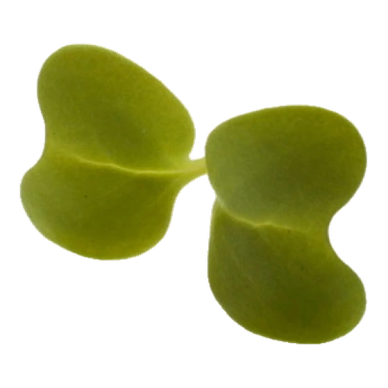 Microverde de mostarda