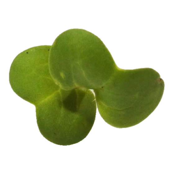 Microverde de rabanete