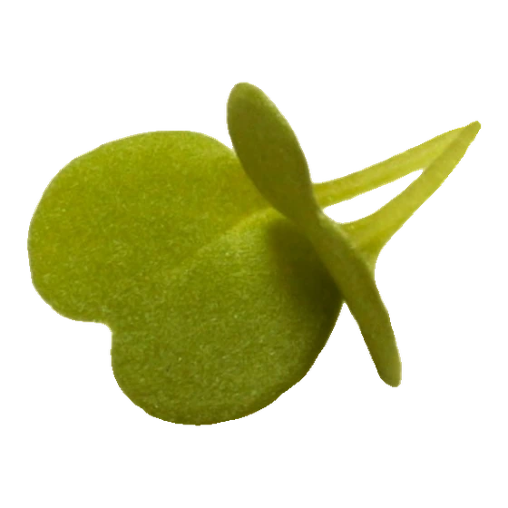 Microverde de rúcula