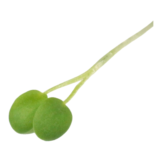 Microverde de trevo
